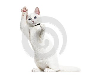White kitten mixed-breed cat wearing a bell collar standing on h