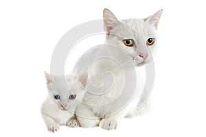 White kitten and mother