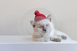 White kitten in a red knitted hat