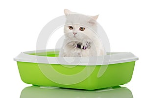 White kitten sitting in a litter box