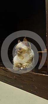 A white kitten sitting and staring at something on a wooden panel