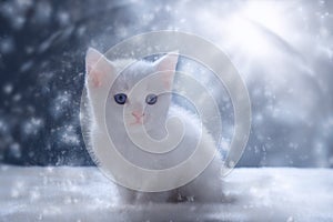 White Kitten in Snow Scene