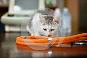 White kitten with a stethoscope in a veterinary office with ultrasound in the background