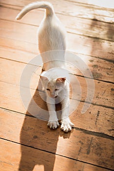 White kitten stretching on wooden floor at sunny day