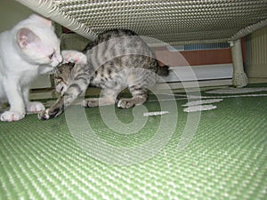 A White Kitten and a Tabby Kitten Playing Under a Table