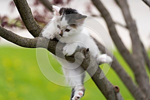 White kitten on the tree branch