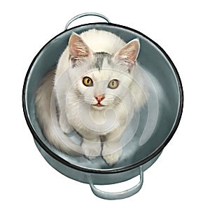 White kitten with yellow eyes sits in an enamel pot. Isolated on
