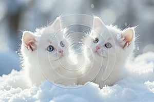 white kittens in the snow
