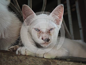 White kittens suffer photo