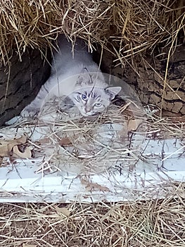 White Kittie love