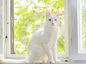 White kitty with heterochromia iridum is sitting in a window