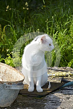 White kitty zit op het gazon. Prachtig dier. photo