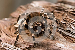 White Kneed Tarantula