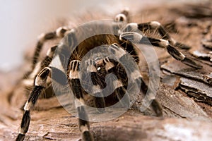 White Kneed Tarantula