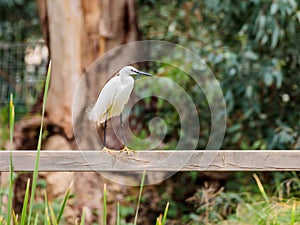 The White Knock sits on a fence in the Hula Lake Nature Reserve in Israel