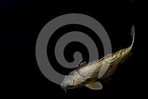 White koi fish surfacing and isolated in black backdrop