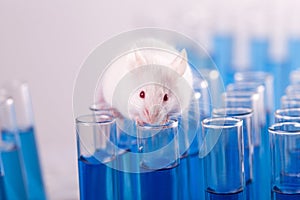 Laboratory Mouse with Test Tubes photo