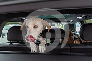 White lab mix dog looking out car hatchback in anticipation of getting out, second dog in back seat