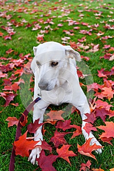 White lab mix rescue dog outside in the park, red maple leaves scattered on the grass