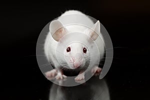 White lab mouse stares at camera