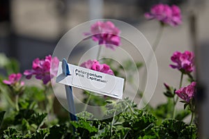 White Label of Pelargonium Capitatum and Rose Geranium or Rose-scented Pelargonium in background