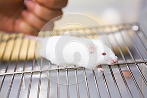 White laboratory mouse held by