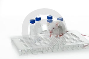 A white laboratory mouse with an immunological plate and vials.