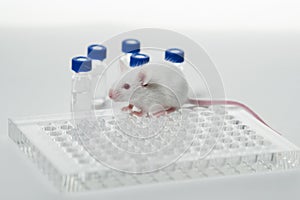 A white laboratory mouse with an immunological plate and vials.