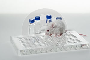 A white laboratory mouse with an immunological plate and vials.