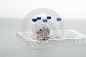 A white laboratory mouse with an immunological plate and vials.