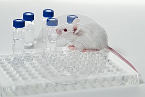 A white laboratory mouse with an immunological plate and vials.