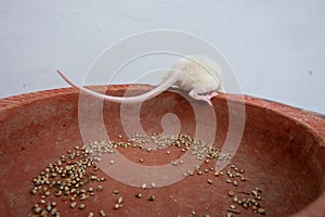 White laboratory mouse (Mus musculus ) crawling on a clay pot. Uttarakhand India