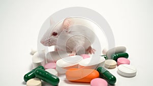 White laboratory mouse near the multi-colored tablets. Concept - development and testing of drugs, medical research