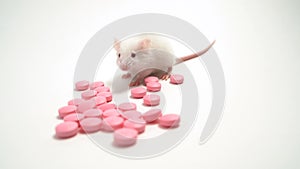 White laboratory mouse beside pink pills. Concept - development and testing of drugs, medical research