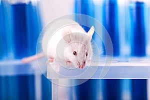 White laboratory rat on blue background photo