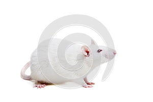 White laboratory rat on white photo