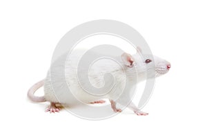 White laboratory rat on white photo