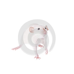 White laboratory rat on white photo