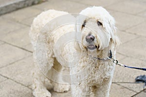 White Labradoodle Dog on a Lead in the Street.