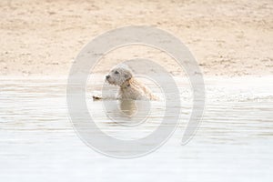 White Labradoodle dog is playing in a lake. White dog swims in the water. Dog's head just above water