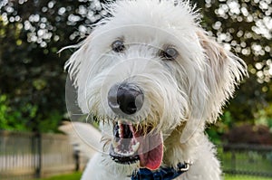 White Labradoodle Sticking Its Tongue Out