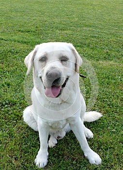 White labrador
