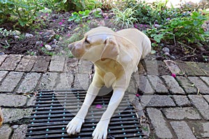 White Labrador Canine lying on brick paving next to garden