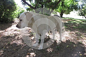 White Labrador Canine pet in Garden
