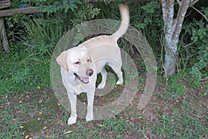 White Labrador Dog in garden on grass under a tree