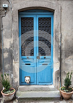 White Labrador with head sticking out of catflap in blue wooden door