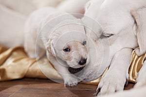 White labrador and its puppy