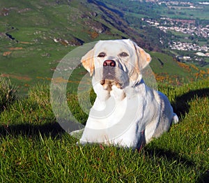 White Labrador
