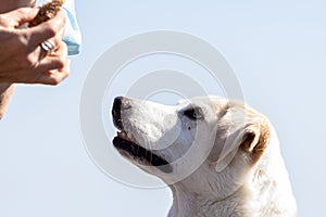 White labrador mix dog is intently watching the food