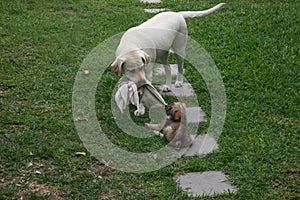 White labrador that is playing gently with a young and much smaller puppy